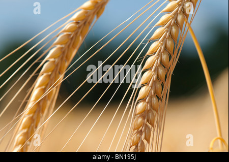 Barley ripening in a field in the English countryside. Oxfordshire, England Stock Photo