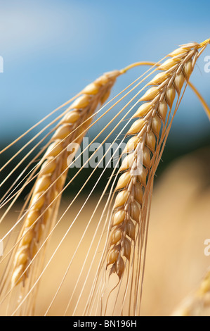 Barley ripening in a field in the English countryside. Oxfordshire, England Stock Photo