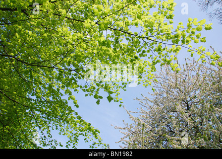 beech tree and blossoming fruit tree in Glastonbury Abbey grounds Somerset UK Stock Photo