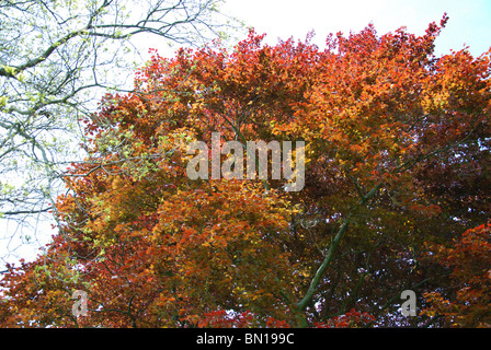red beech tree in Glastonbury Abbey grounds Somerset UK Stock Photo