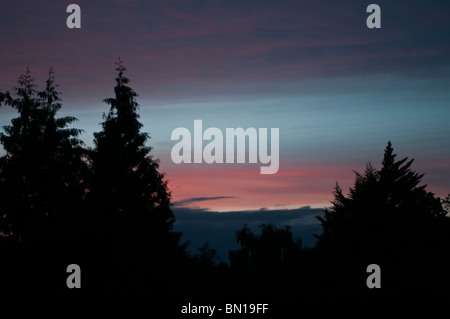 Trees silhouetted against a sunet Stock Photo