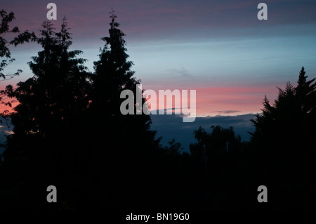 Trees silhouetted against a sunet Stock Photo
