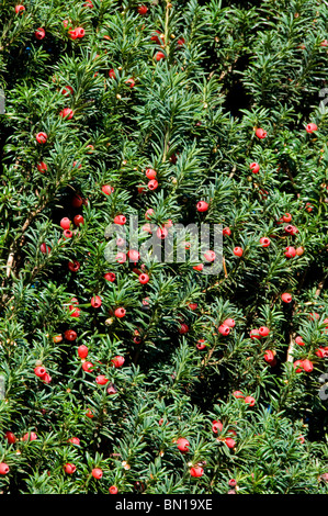 Red berries on common yew, Taxus baccata Stock Photo