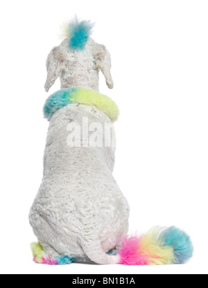 Rear view of Poodle with multi-colored hair, 12 months old, sitting in front of white background Stock Photo