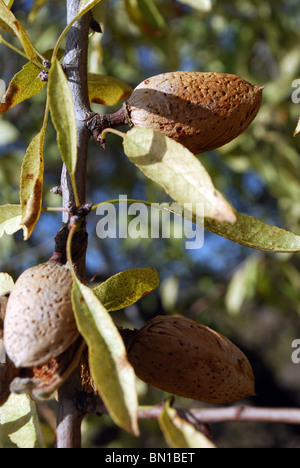 Ripe almonds on tree, Macharaviaya, Costa del Sol, Malaga Province, Andalucia, Spain, Western Europe. Stock Photo