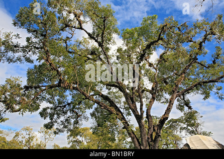 Old Tree, Copan (Honrduras), Guatemala Stock Photo