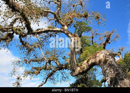 Old Tree, Copan (Honrduras), Guatemala Stock Photo