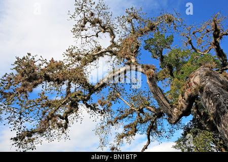 Old Tree, Copan (Honrduras), Guatemala Stock Photo