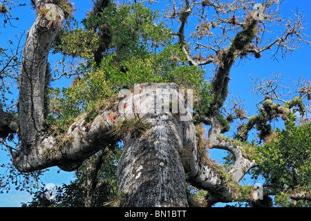 Old Tree, Copan (Honrduras), Guatemala Stock Photo