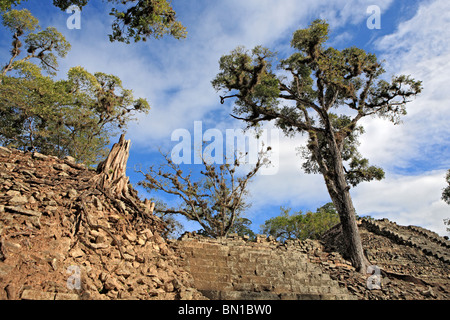 Old Tree, Copan (Honrduras), Guatemala Stock Photo