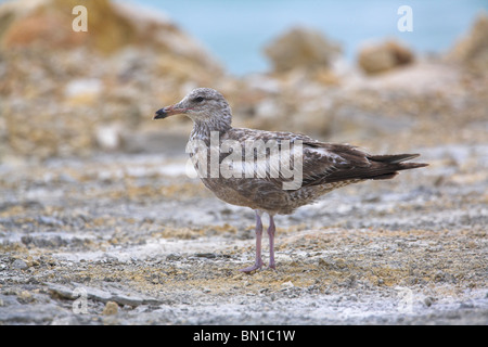 American Herring Gull Larus smithsonianus immature stood on dusty bank on causeway to Cayo Coco, Republic of Cuba in April. Stock Photo