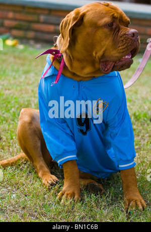 Dog wearing a football jersey Stock Photo - Alamy