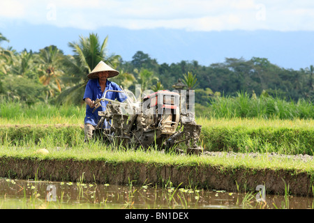 a farmer ploughing a flooded rice paddy, near Ubud, Bali, Indonesia Stock Photo