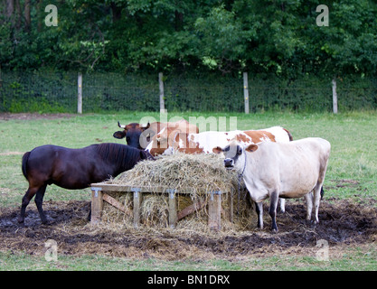 A brown horse and three cows ( cattles ) are eating grass from the manger. Stock Photo