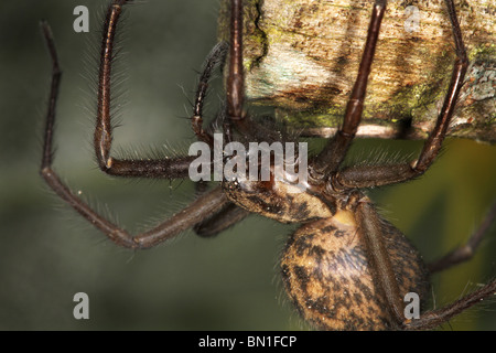 Common Garden or Cobweb spider.