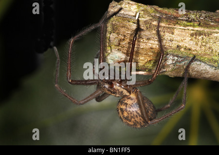 Common Garden or Cobweb spider.