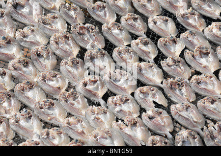 The lifestyle of residents at Pulau Ketam or Carey Island off Kuala Selangor, Malaysia - Drying salted fish in the tropical sun Stock Photo