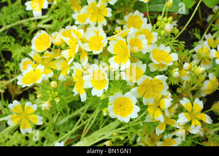 Poached egg plant Limnanthes douglasii Stock Photo