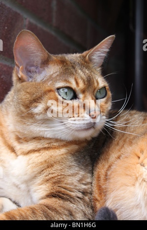 Brown Bengal tabby cat with green eyes and long whiskers. Stock Photo