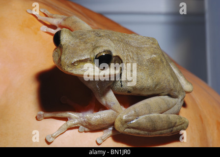 Common Indian Tree Frog (Polypedates maculatus) is sitting on pumpkin in Mocha village near Kanha National Park Stock Photo