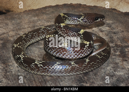 COMMON WOLF SNAKE Lycodon aulicus, Non venomous, Common. Indian Wolf ...