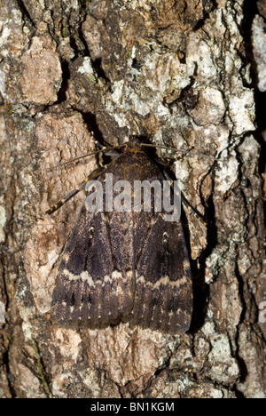 Copper Underwing, Humped Green Fruitworm or Pyramidal Green Fruitworm (Amphipyra pyramidea)