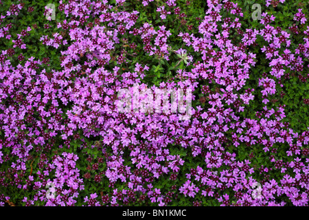 Wild thyme blossom Thymus praecox 'Coccineus' Stock Photo