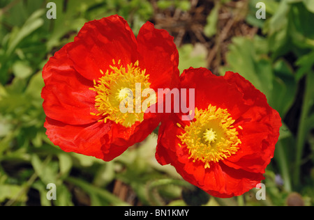 Poppy flowers at America's most photographed plantation, Boone Hall, near Charleston, South Carolina, USA Stock Photo