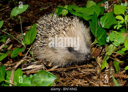 European hedgehog (Erinaceus europaeus) Stock Photo