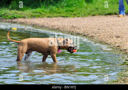 Dog playing fetch ball in water Stock Photo