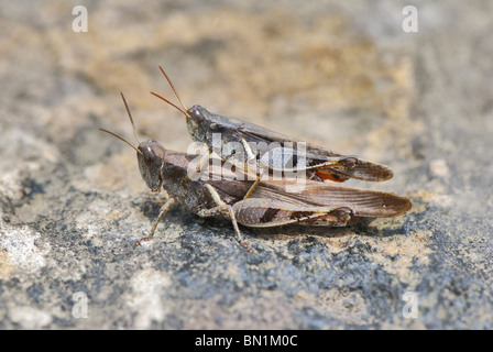 Mating grasshoppers on rock Stock Photo