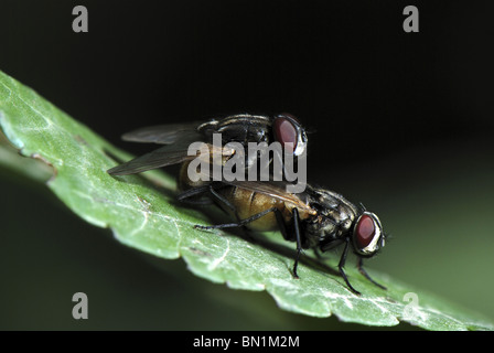 Mating houseflies (Musca domestica) Stock Photo