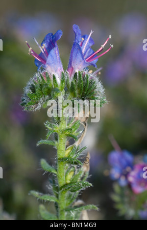 Echium lusitanicum (violet-vein viper's bugloss) Stock Photo