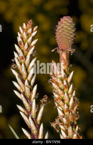 Inflorescence and cone of a maritime pine (Pinus pinaster) Stock Photo