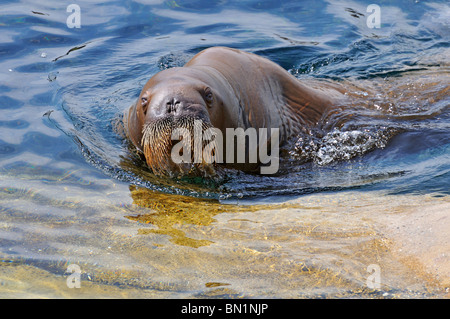 Skull of walrus (Odobenus rosmarus), Manitoba Museum, Winnipeg, Manitoba,  Canada Stock Photo - Alamy