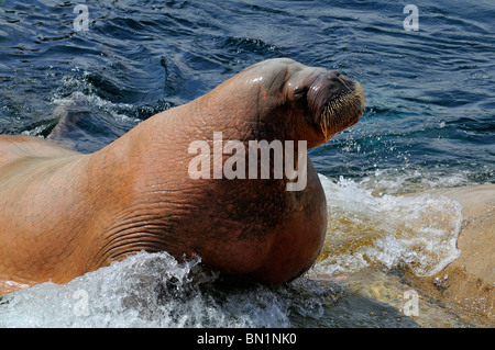 Skull of walrus (Odobenus rosmarus), Manitoba Museum, Winnipeg, Manitoba,  Canada Stock Photo - Alamy