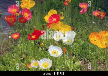 Poppy flowers at America's most photographed plantation, Boone Hall, near Charleston, South Carolina, USA Stock Photo