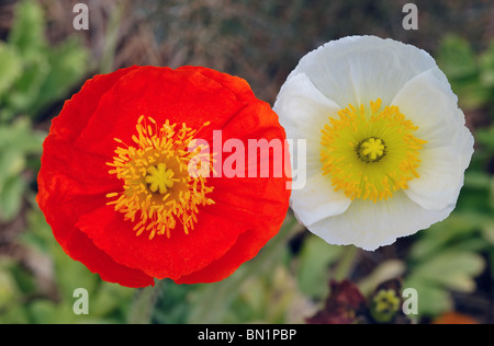 Poppy flowers at America's most photographed plantation, Boone Hall, near Charleston, South Carolina, USA Stock Photo