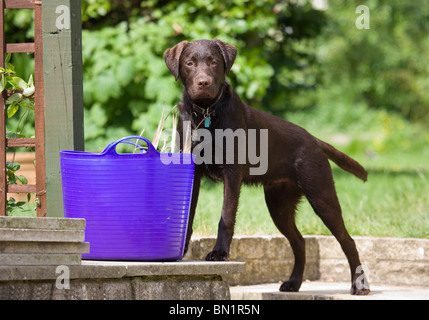 Brown Labrador Single puppy standing Portesham, Dorset, UK Stock Photo