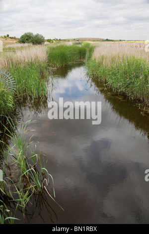 Drainage channel, RSPB Reserve, Rainham Marshes, Essex, England Stock Photo