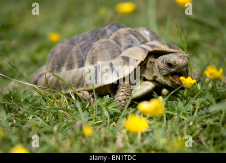 Hermann's Tortoise Testudo hermanni Single adult in garden eating buttercup Portesham, UK Stock Photo