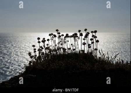 Silhouette of thrift plant growing on a cliff top in Porthcothan Cornwall, sea and horizon in the background Stock Photo