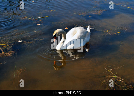 a single white swan swimming in a small lake on a golf course in co wicklow ireland Stock Photo