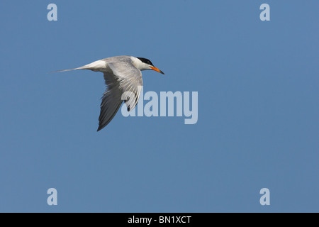 Adult Common Tern in Flight Stock Photo