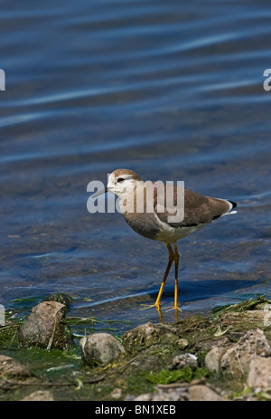 White-tailed Plover Stock Photo
