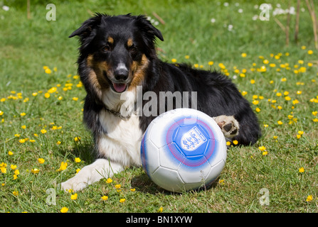 Border Collie Single Adult Male laying with England football Portesham, Dorset, UK Stock Photo