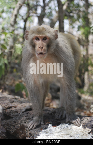Rhesus macaque or Rhesus monkey (Macaca mulatta) alpha male of troop in threatening posture Stock Photo