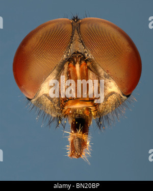 Extreme close up of the head of a greenbottle (Lucilia caesar) showing the structure of the compound eyes and mouthparts Stock Photo