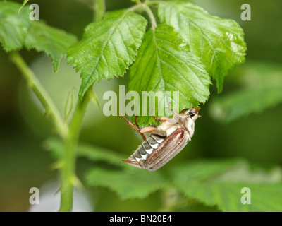 Cockchafer Melolontha melolontha also called may-bug, Cornwall Stock Photo