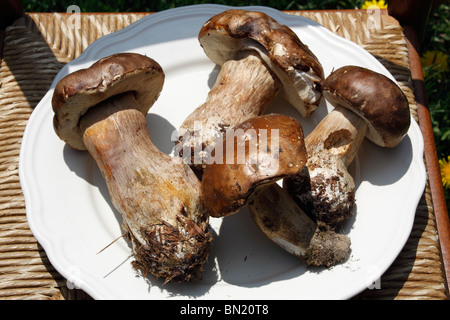 Some Porcini mushrooms (California king bolete). Stock Photo